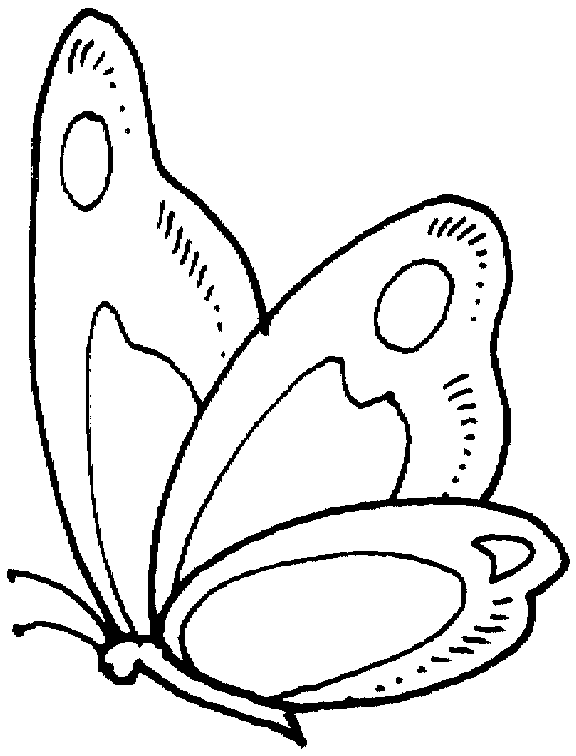 Butterfly Coloring in Pages 11