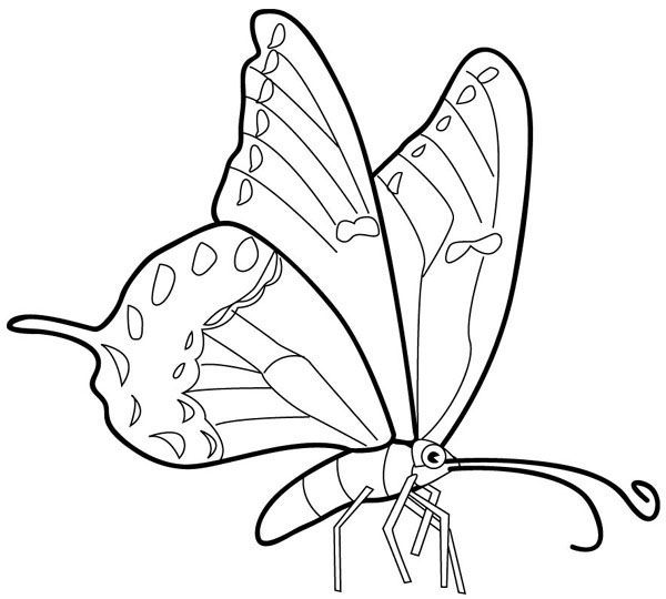 Butterfly Coloring in Pages 4