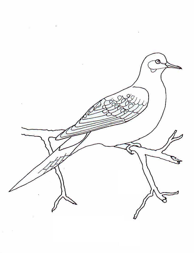 Bird Coloring in Pages 12