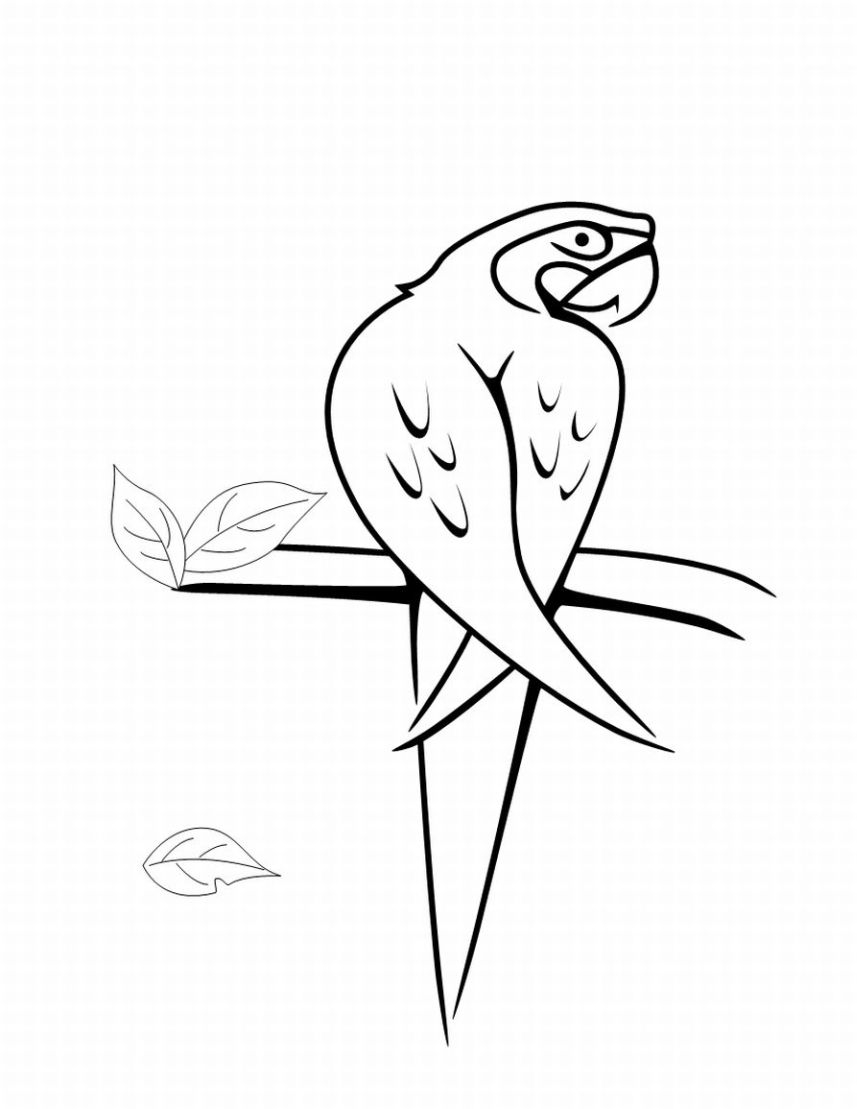 Bird Coloring in Pages 3