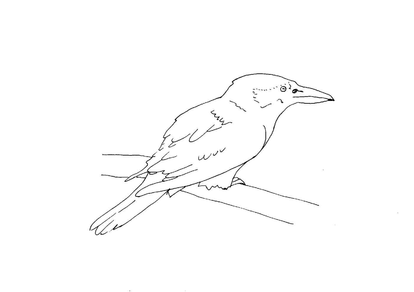 Bird Coloring in Pages 8