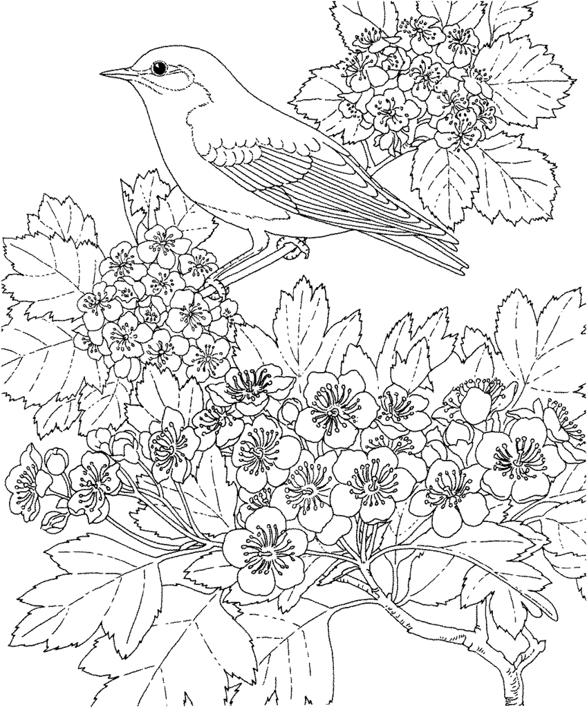 Bird Coloring in Pages 9