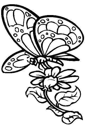 Butterfly Coloring in Pages 2