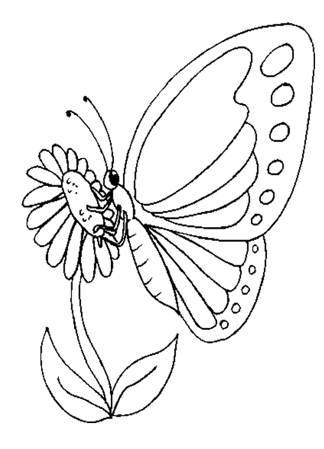 Butterfly Coloring in Pages 8