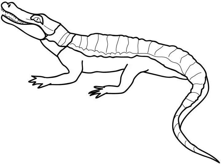 Crocodile Coloring in Pages 12