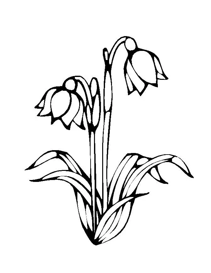 Flower Coloring in Pages 1