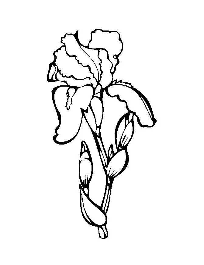 Flower Coloring in Pages 8