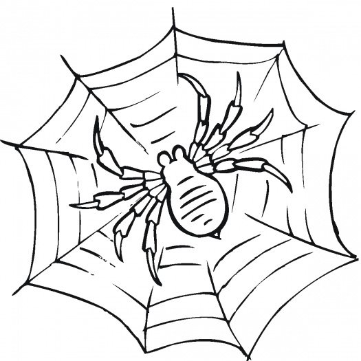 Spider Coloring in Pages 1