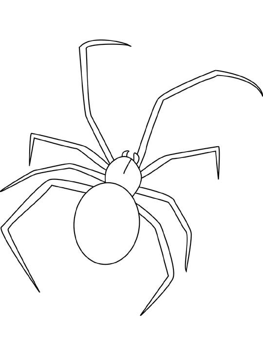 Spider Coloring in Pages 10