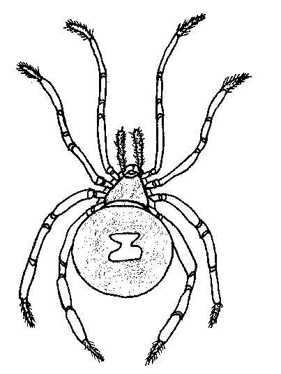 Spider Coloring in Pages 11
