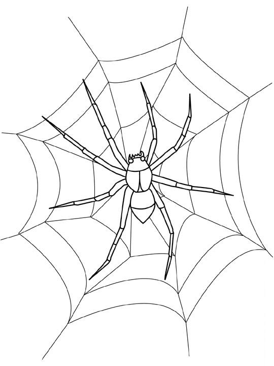Spider Coloring in Pages 2