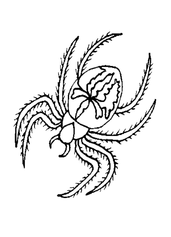 Spider Coloring in Pages 9