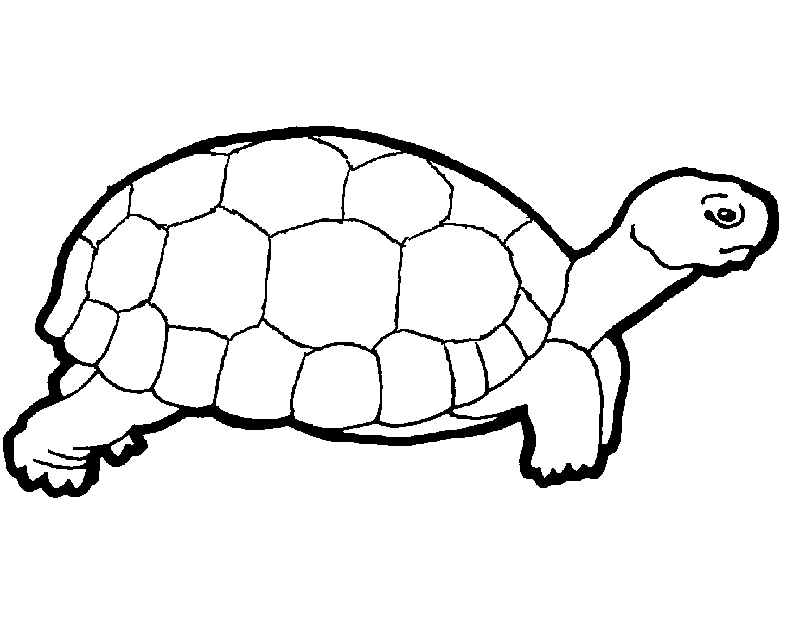Turtle Coloring in Pages 1